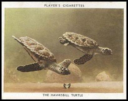 25 The Hawskbill Turtle